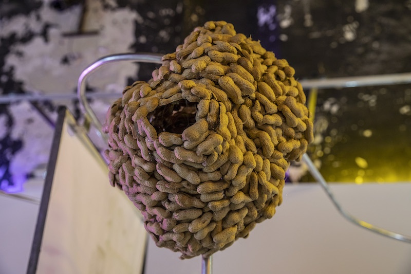 Nid de cacahuètes 7 2022 Coquilles de cacahuètes, colle - Exposition Au fond de tes yeux C13H20O Artistes : Naomi Maury et Damien Fragnon invitent Aske Andersen Crédit photos : Corinne Sospédra