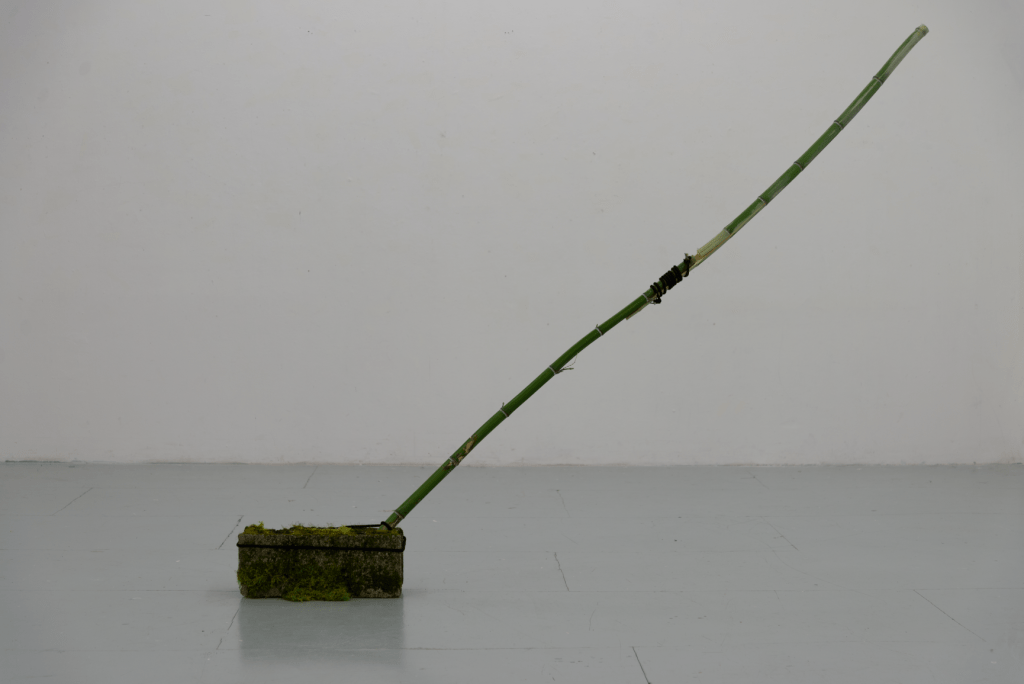 Sarah Cotelle, Sans titre, 2023. Parpaing, mousse végétale, bambous et tendeur