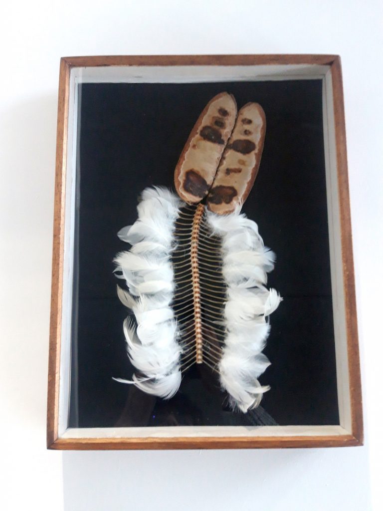 Nathalie Borowski, Sans titre - Arête - Gousse de plante - Plumes - Boîte entomologique - 35x45 cm