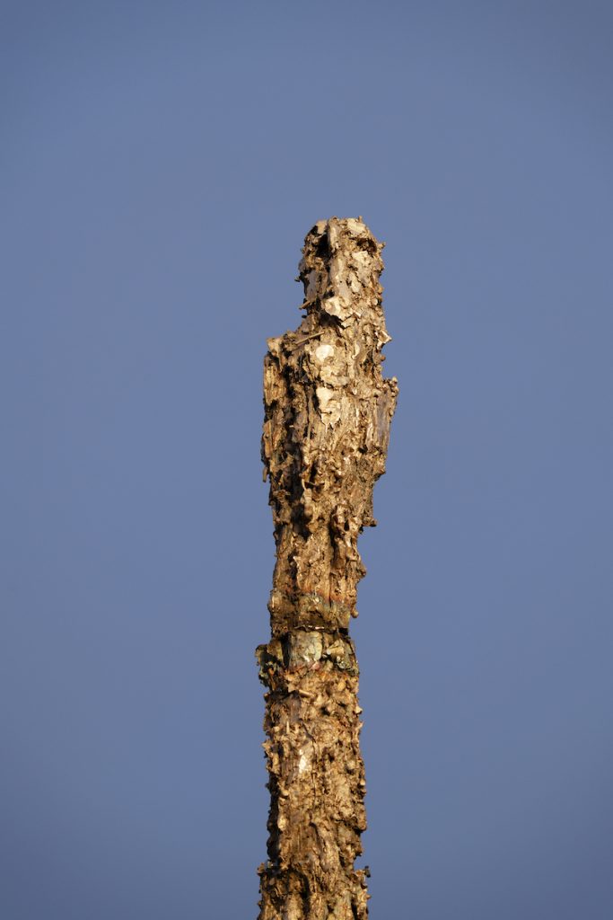Lionel Sabatté - Pollens clandestins, Chambord - photo © Grégory Copitet