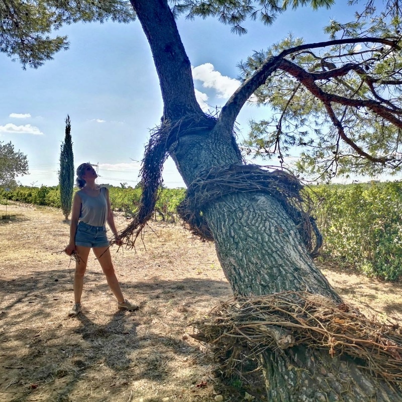 Emmanuelle Briat, « Tant que la vigne pousse »
Château de Bosc, Domazan (30) 09/2023 à 02/2024