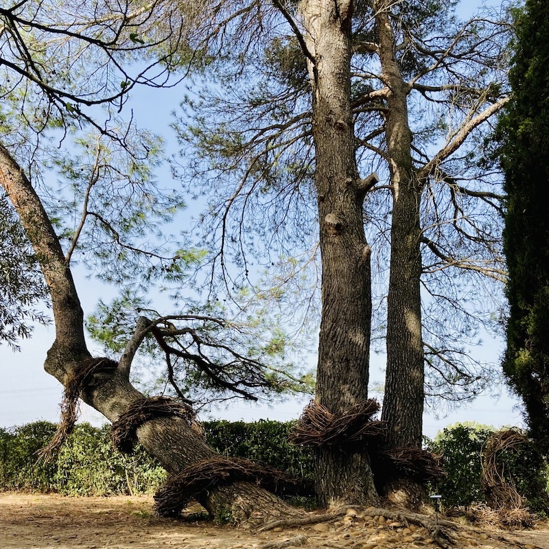 Emmanuelle Briat, « Tant que la vigne pousse »
Château de Bosc, Domazan (30) 09/2023 à 02/2024